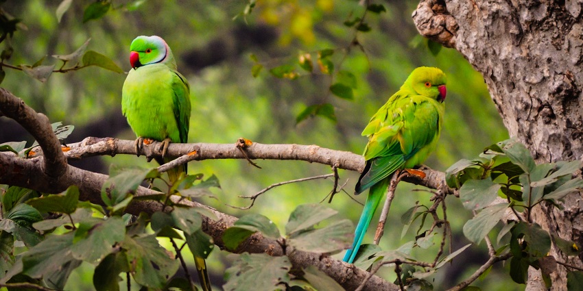 A pair of green parrots at Todgarh-Raoli Wildlife Sanctuary, near the Todgarh Fort.