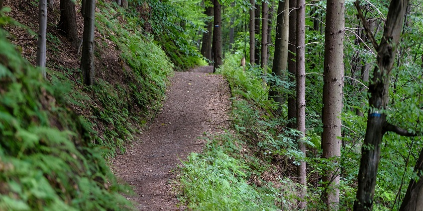 Serene view of a enchanting trekking trails surrounded by tall trees