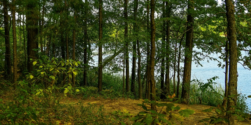 A breathtaking view of lush green forest will tall trees and a waterbody on the side.