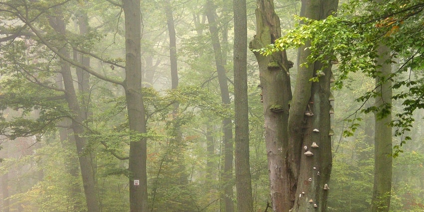 Enjoy trekking and hiking on your visit to Kolleru Wildlife Sanctuary located in Eluru.