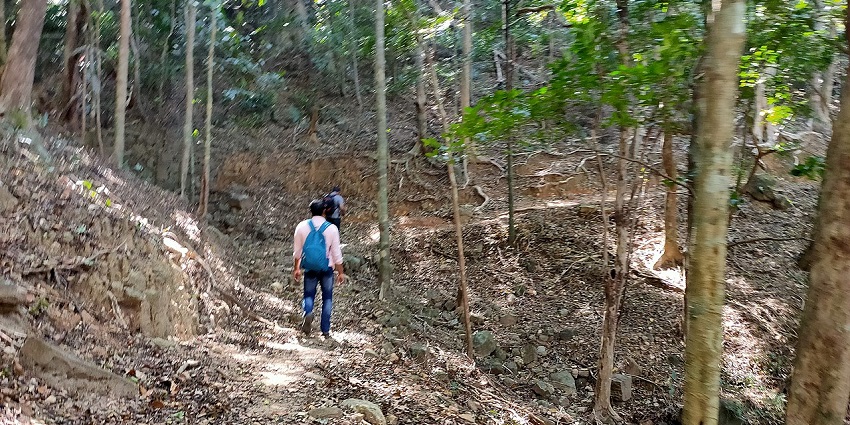 You can also enjoy trekking while navigating through the Bandipur Wildlife Sanctuary.