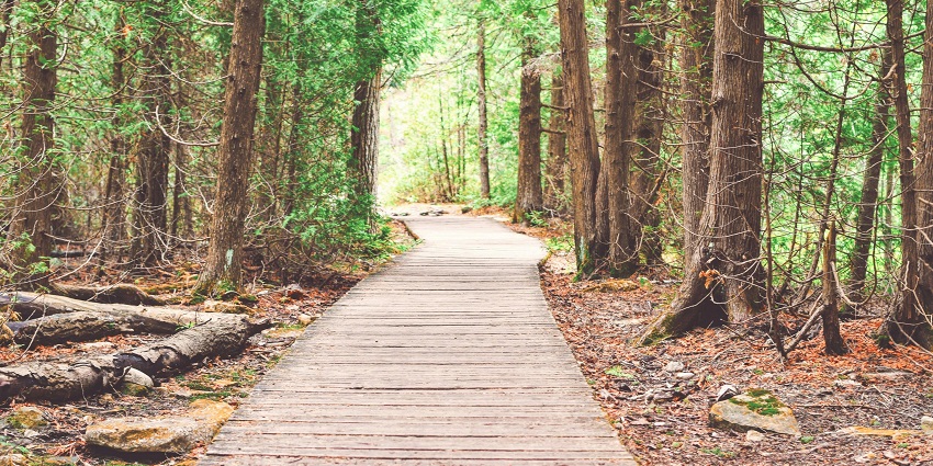 The lush forests offer a great opportunity for trekking and nature walks for adventurers.