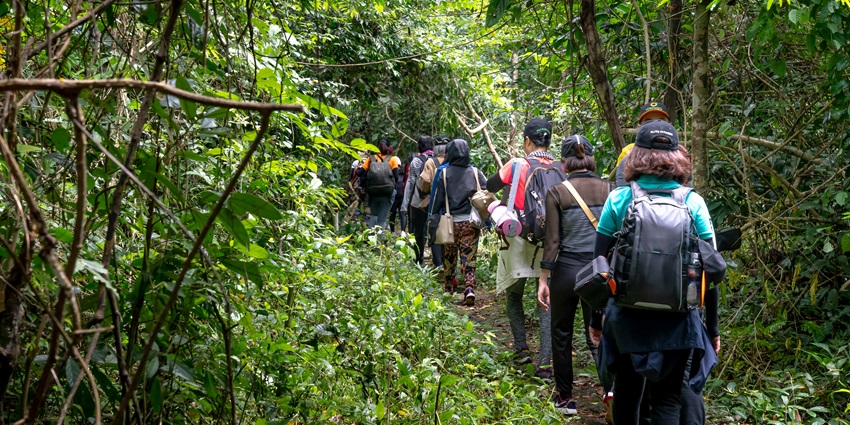 Trekking through forests is one of the best activities in Sharavathi Wildlife Sanctuary.