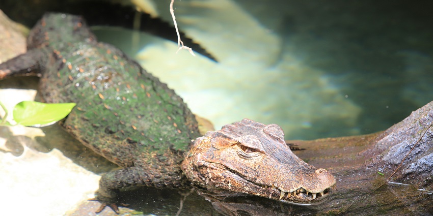 Crocodile in the Trevor's Tank, a famous place near Mount Abu Wildlife Sanctuary.