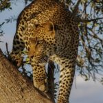 An image of a leopard climbing on a tree in Bison National Park in Tripura, India.