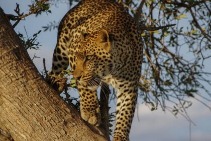 An image of a leopard climbing on a tree in Bison National Park in Tripura, India.