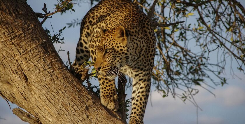 An image of a leopard climbing on a tree in Bison National Park in Tripura, India.