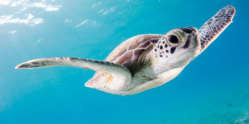 Tulamben is one of the top popular places with diverse coral reefs and marine life.