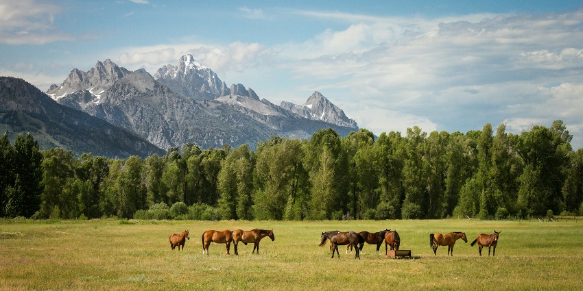 The Tunda Bharka's expansive grassland in Madhya Pradesh, ideal for wildlife spotting.