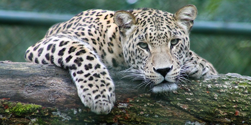 A leopard at Tungareshwar Wildlife Sanctuary, a famous tourist attraction of the region.