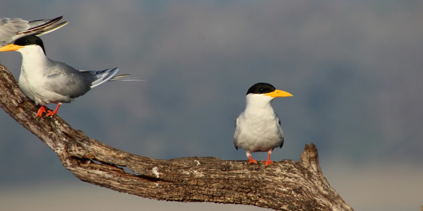 Two birds perched on a tree branch, surrounded by lush green leaves and a clear blue sky.