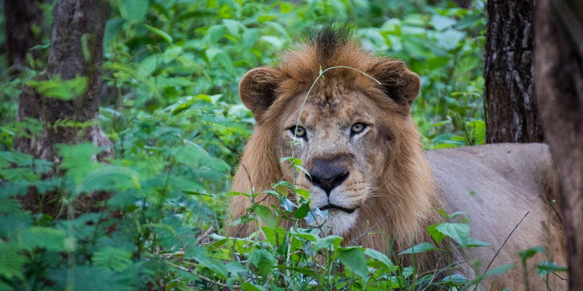 Tyavarekoppa Lion and Tiger Reserve provides a unique chance to observe big cats.