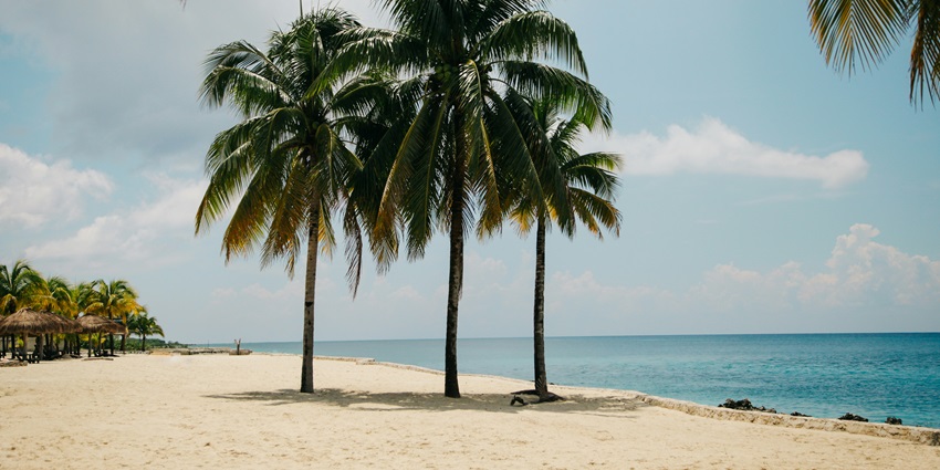 The sun sets over the ocean, illuminating the waves and pine trees with warm hues.