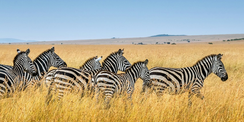 A herd of zebra standing amidst the tall-yellow grasses of Umaid Bhawan Palace Zoo.