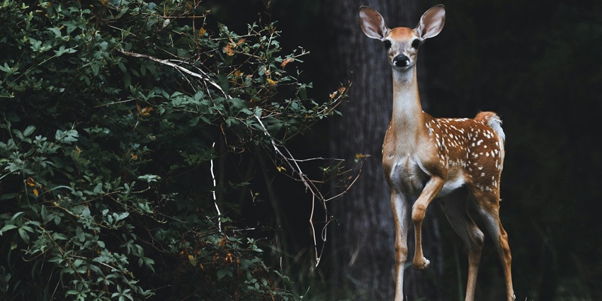 An image of a brown deer grazing beside lush green plants near a tranquil lake.