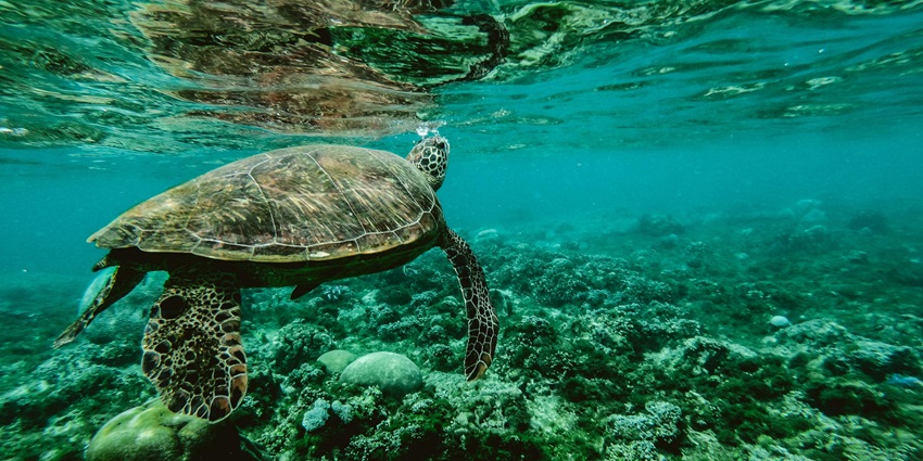Underwater Sea Walk is one of the most amazing adventure activities for all to try.