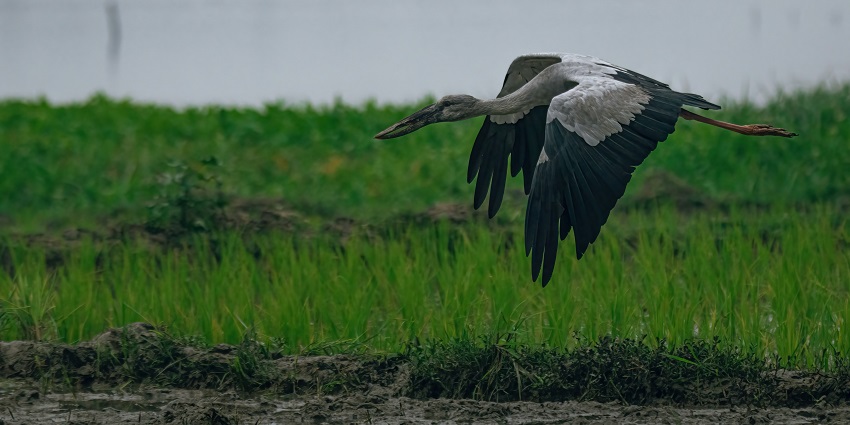 Distant view of a bird flying over lush landscapes of a bird sanctuary, a must visit for avifauna lovers