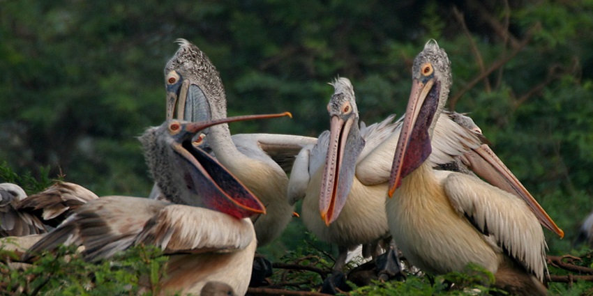 Uppalapadu Bird Sanctuary is one of the best places to visit around Kakani Temple.