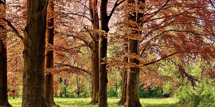A captivating view of the Urja Park with its lush greenery near the Nandan Van zoo