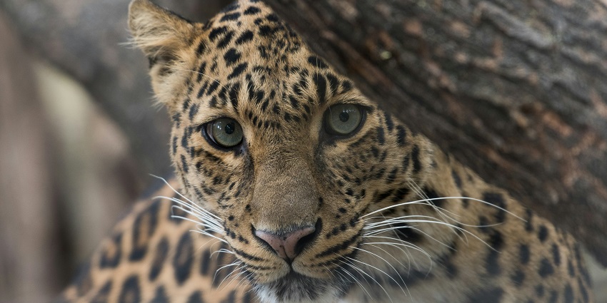 An image of a leopard sitting in the dense forests of Ushakothi Wildlife Sanctuary.