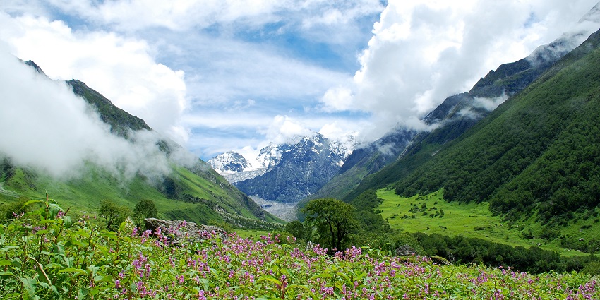 You can enjoy the beauty of nature at this Valley Of Flowers in Gujarat which is a treat for the eyes