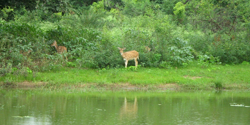 The picture of Van Vihar National Park, a popular destination near Birla Museum.