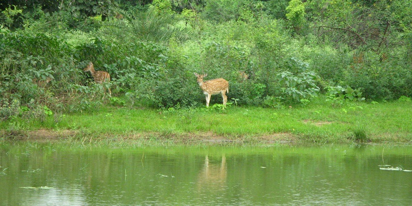An image of a cheetal at the Van Vihar National Park, a famous place near the Madhya Pradesh Tribal Museum.