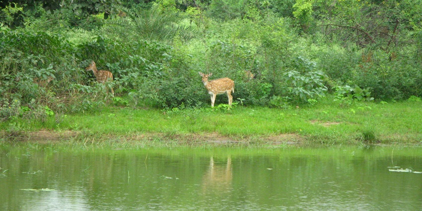 An image showcasing the serene lake at Van Vihar National Park, a national park near Bhopal.