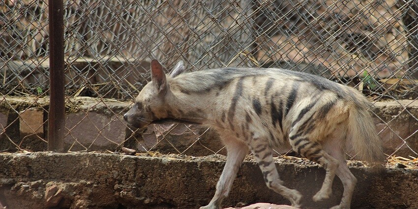 Close up shot of a hyena in the Vihar National Park of Bhopal