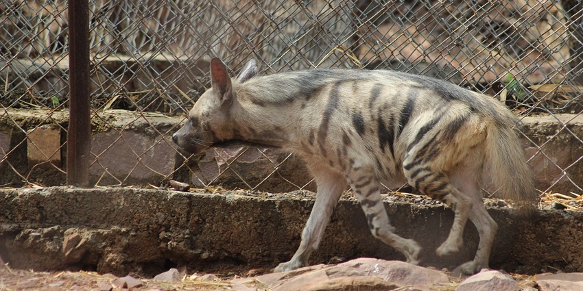 Hyena in Van Vihar National Park, a tourist attraction near Salkanpur Temple, stands amidst the park's natural landscape with grass.