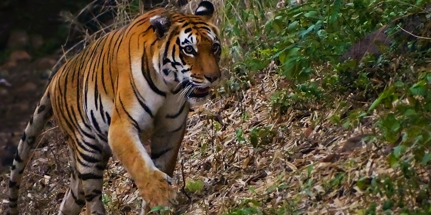 An image of Van Vihar National Park featuring wildlife and natural scenery.