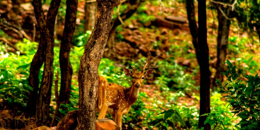 Image of Van Vihar National Park, a top wildlife tourist attraction in Bhopal