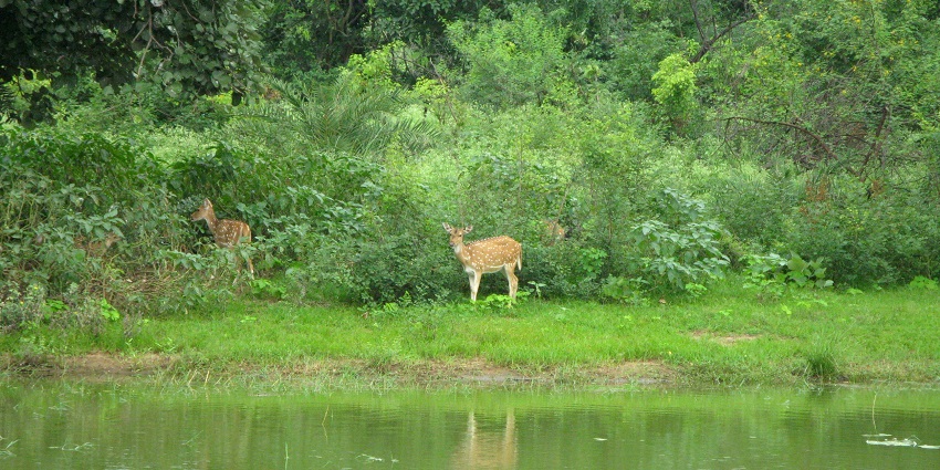 A cheetal at Van Vihar National Park in Bhopal, one of the best places to visit in Bhopal for couples.