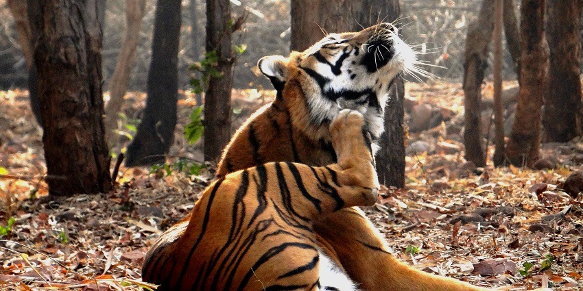 Van Vihar, a serene sanctuary, is among the best national parks near Indore region.