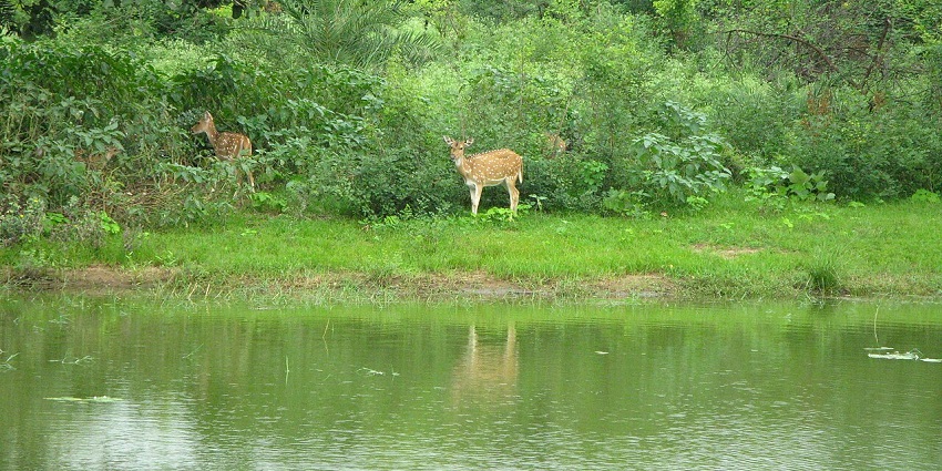 View inside Van Vihar wildlife sanctuary, image of a deer standing amidst lush greenery