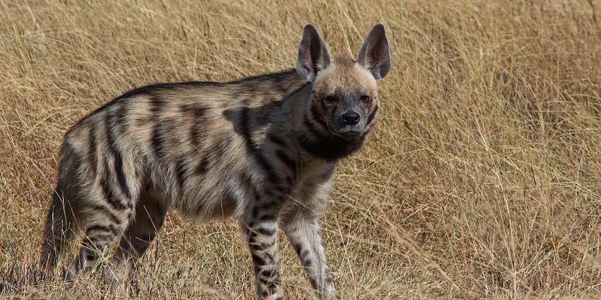 The side profile of a striped Hyena at one of the famous national parks in Gujarat.