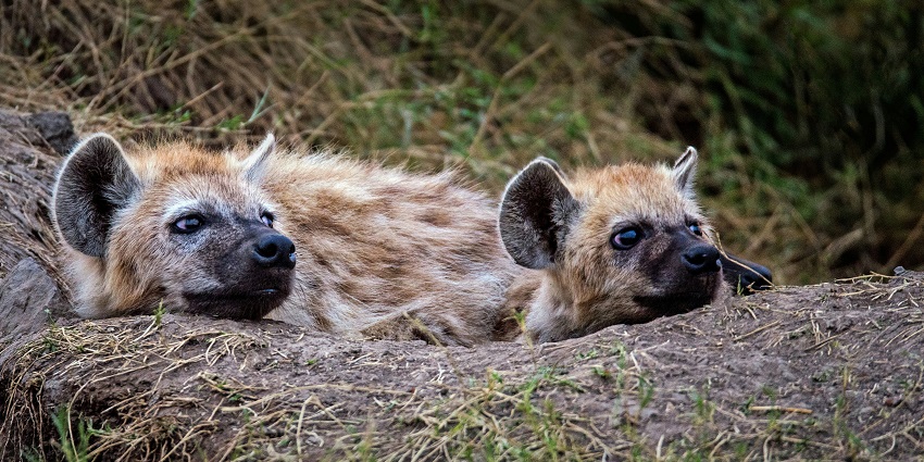 Vansda National Park is a perfect place for bird watchers and wildlife photographers.