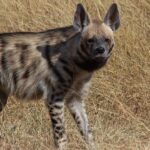 Sanp of the beautiful stripped hyena in the Vansda National Park, surrounded dry grass