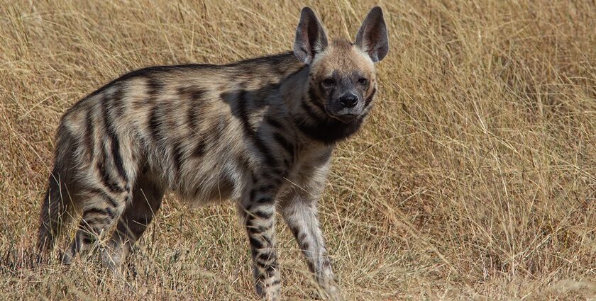 Sanp of the beautiful stripped hyena in the Vansda National Park, surrounded dry grass