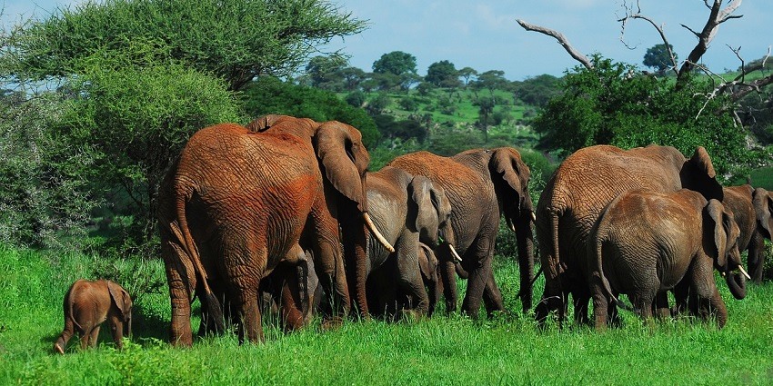 A herd of elephants walking the lush landscapes of a park
