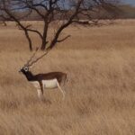 Blackbuck in the grassland of Velavadar Blackbuck National Park.