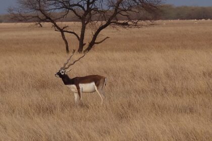 Blackbuck in the grassland of Velavadar Blackbuck National Park.