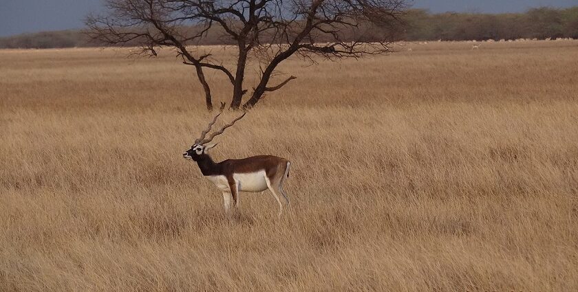 Blackbuck in the grassland of Velavadar Blackbuck National Park.