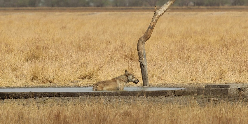 Velavadar Blackbuck National Park is one of the best places to visit for all travellers.
