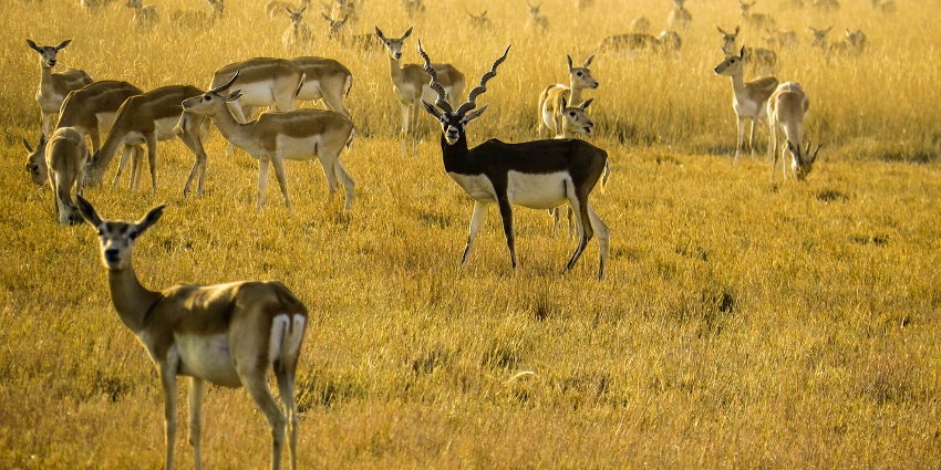 An image showing blackbuks at the Velavadar Blackbuck National Park.