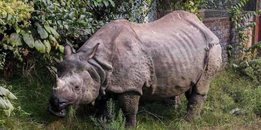 An old rhinoceros standing among bushes in a national park - weekend places near Jamnagar