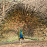 A beautiful peacock with its vibrant wings spread out, at Victoria Nature Park