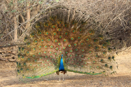 A beautiful peacock with its vibrant wings spread out, at Victoria Nature Park