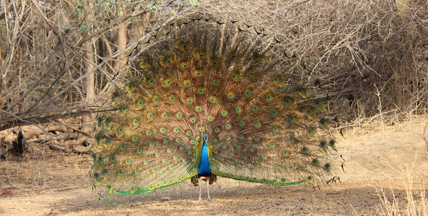 A beautiful peacock with its vibrant wings spread out, at Victoria Nature Park