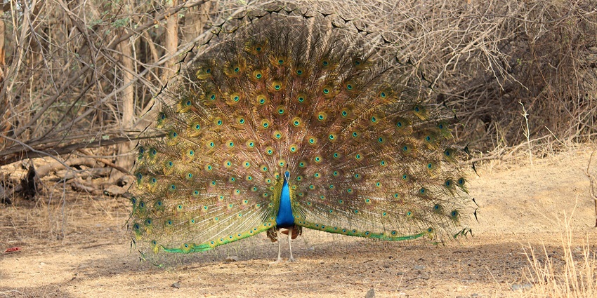 Picture of indian male peacock spreading its feathers in Victoria Park, Bhavnagar